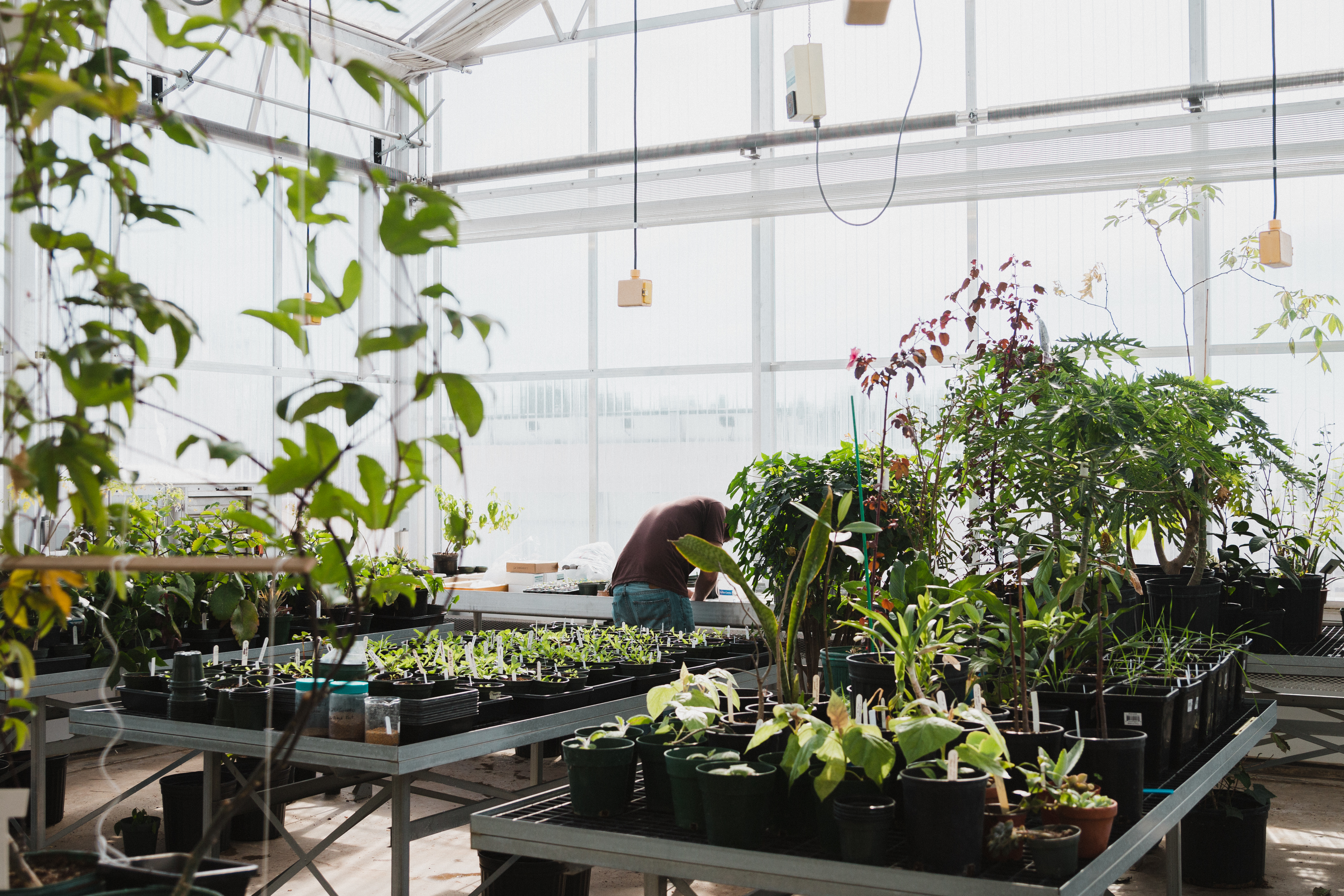 A student works in the greenhouse