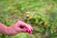 A picture of a women's hand holding a flower