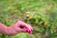 A picture of a women's hand holding a flower