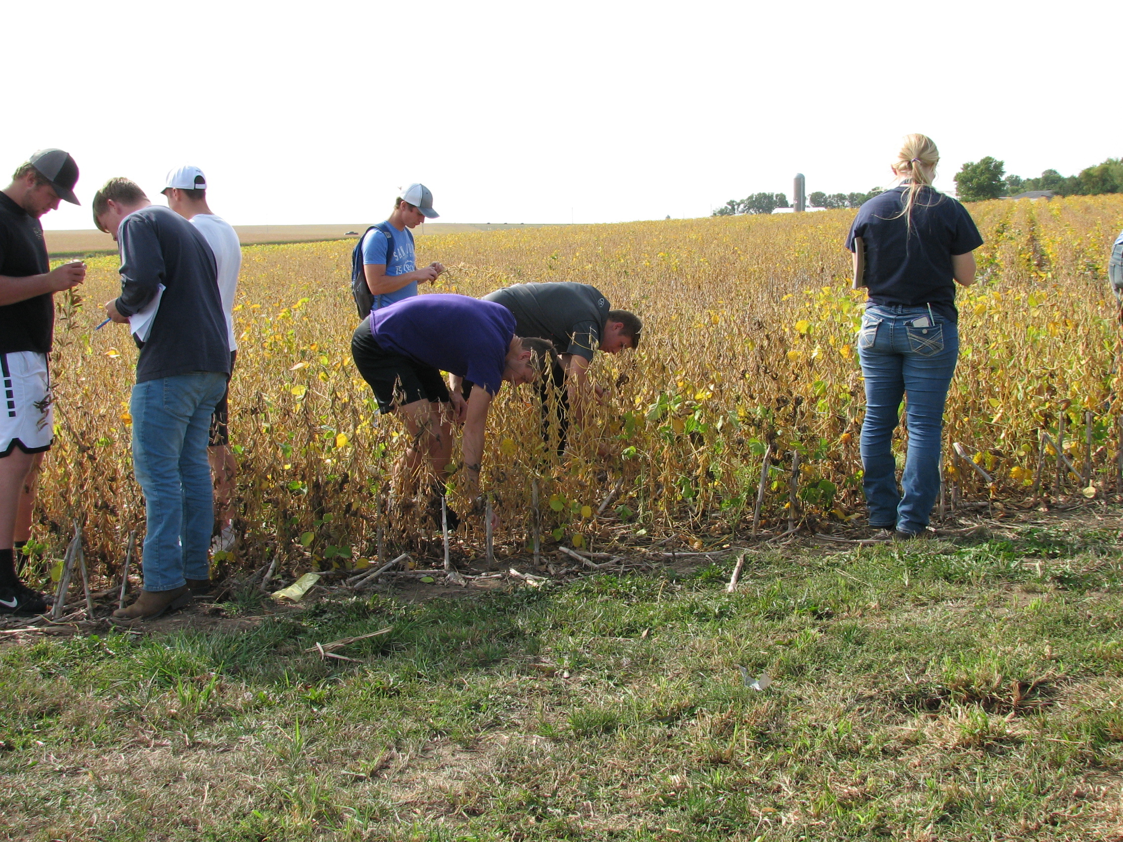Students analyze soybeans in a field
