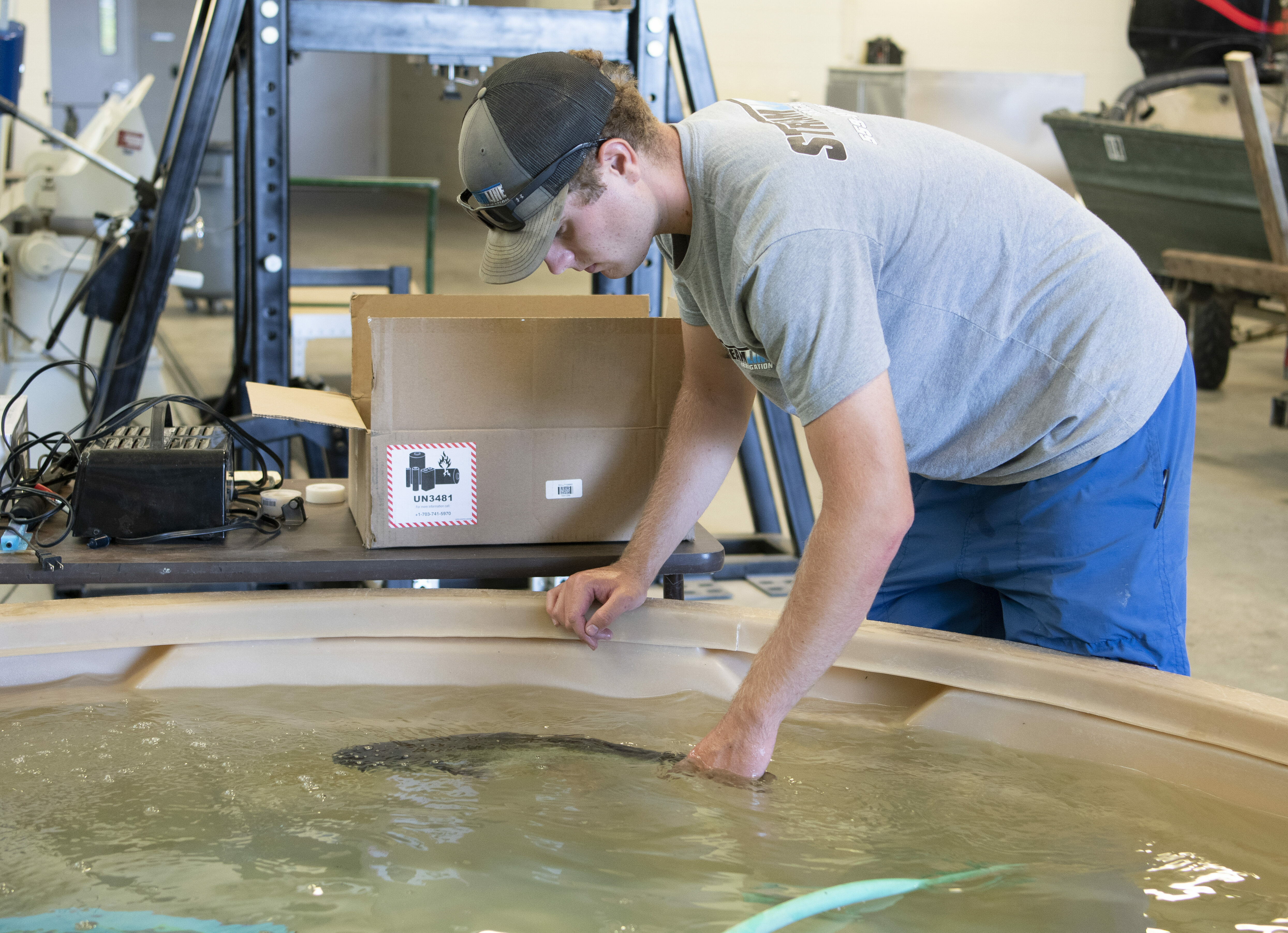 Student leans over to look at a tank with carp in it