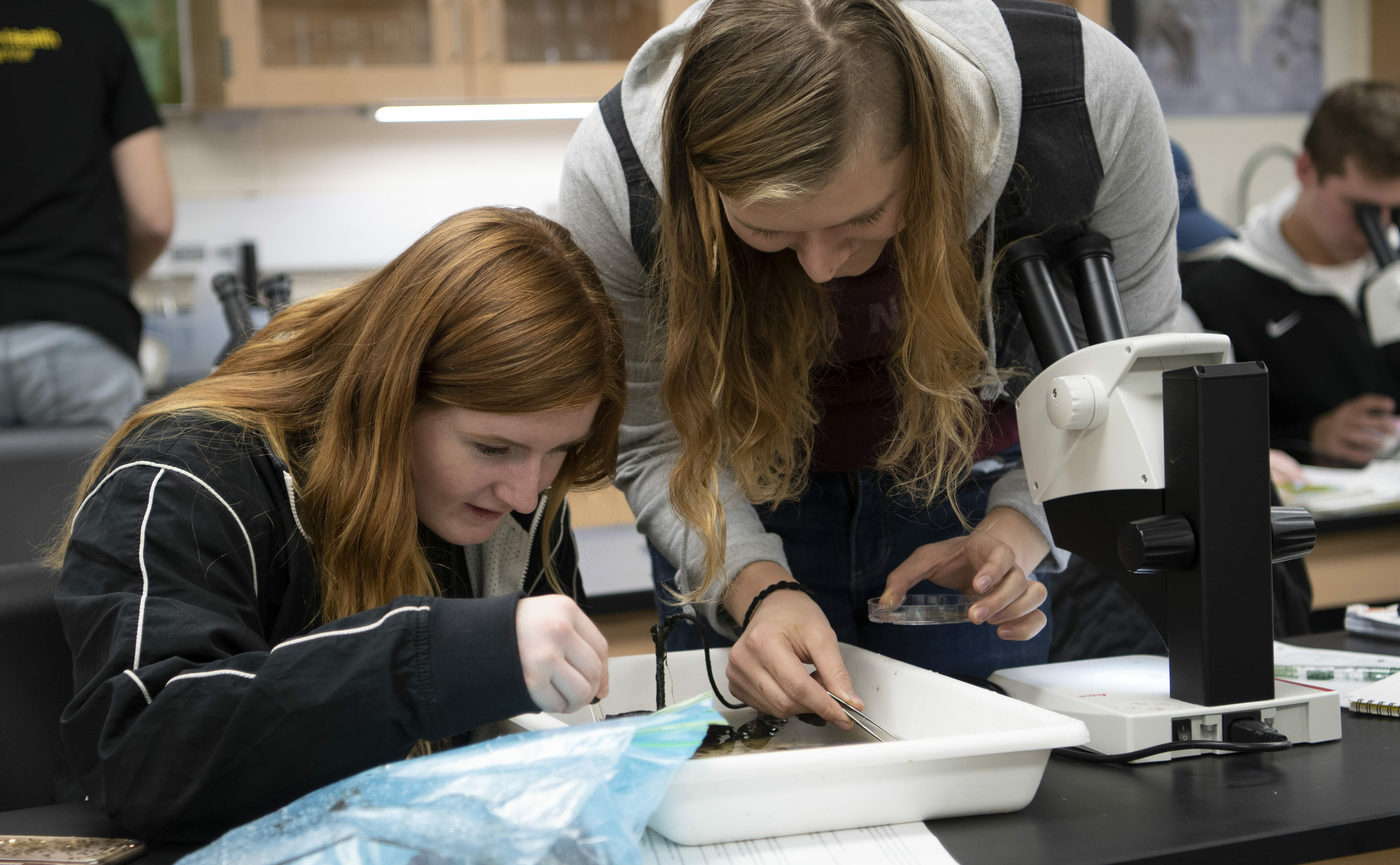 Two female students lean over a tray of samples to analyze them in the lab with a microscope