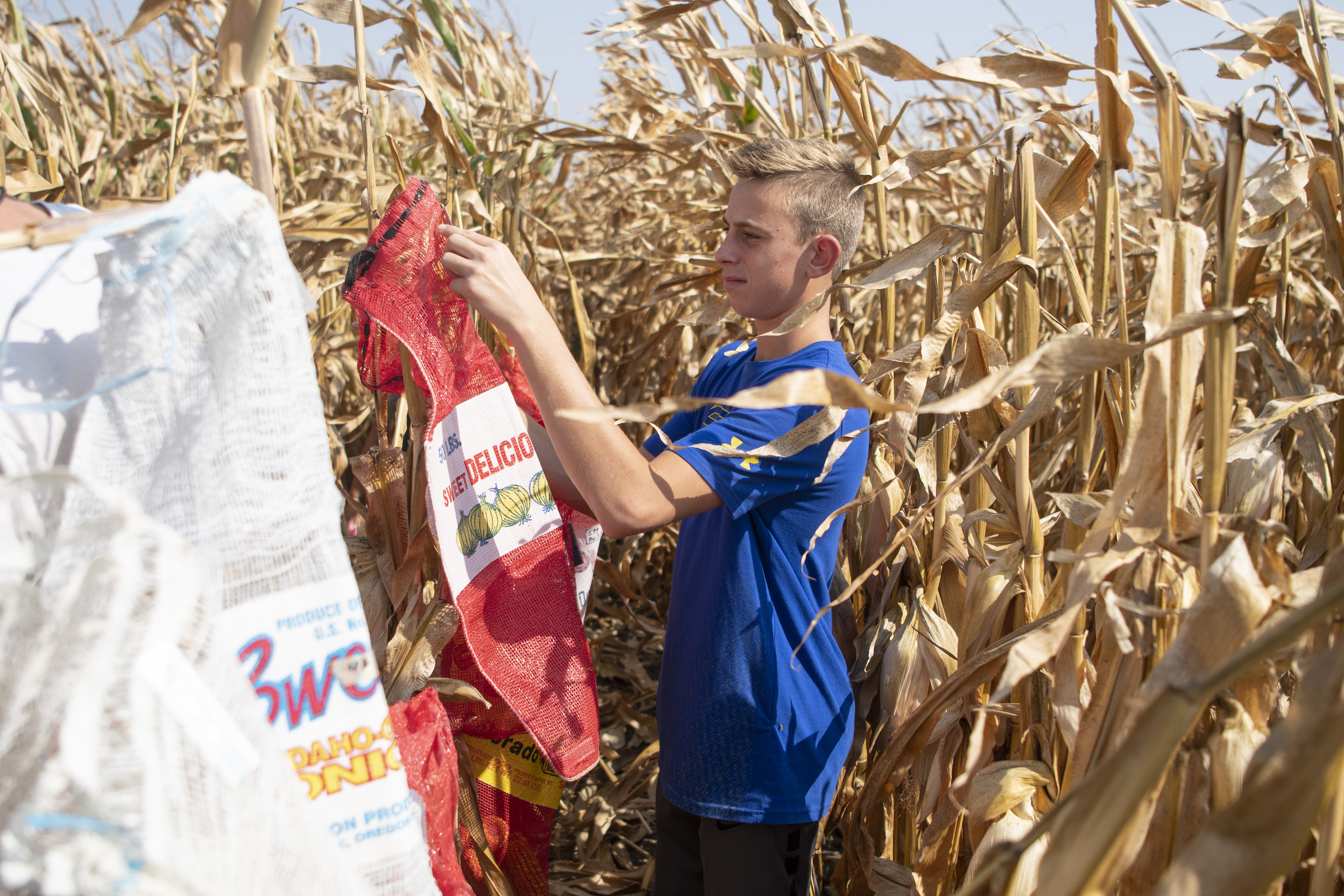 A male student collects samples of corn in a field