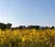 A picture of yellow prairie flowers