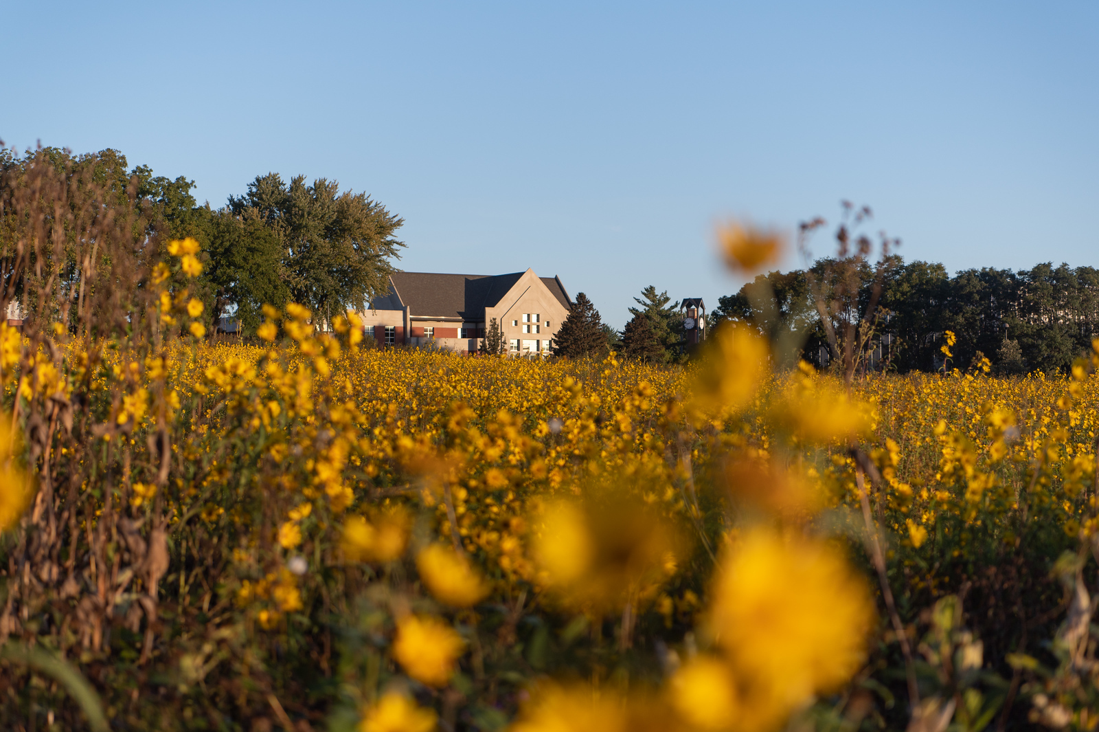 A view of Dordt's Campus Center across the prairie in bloom