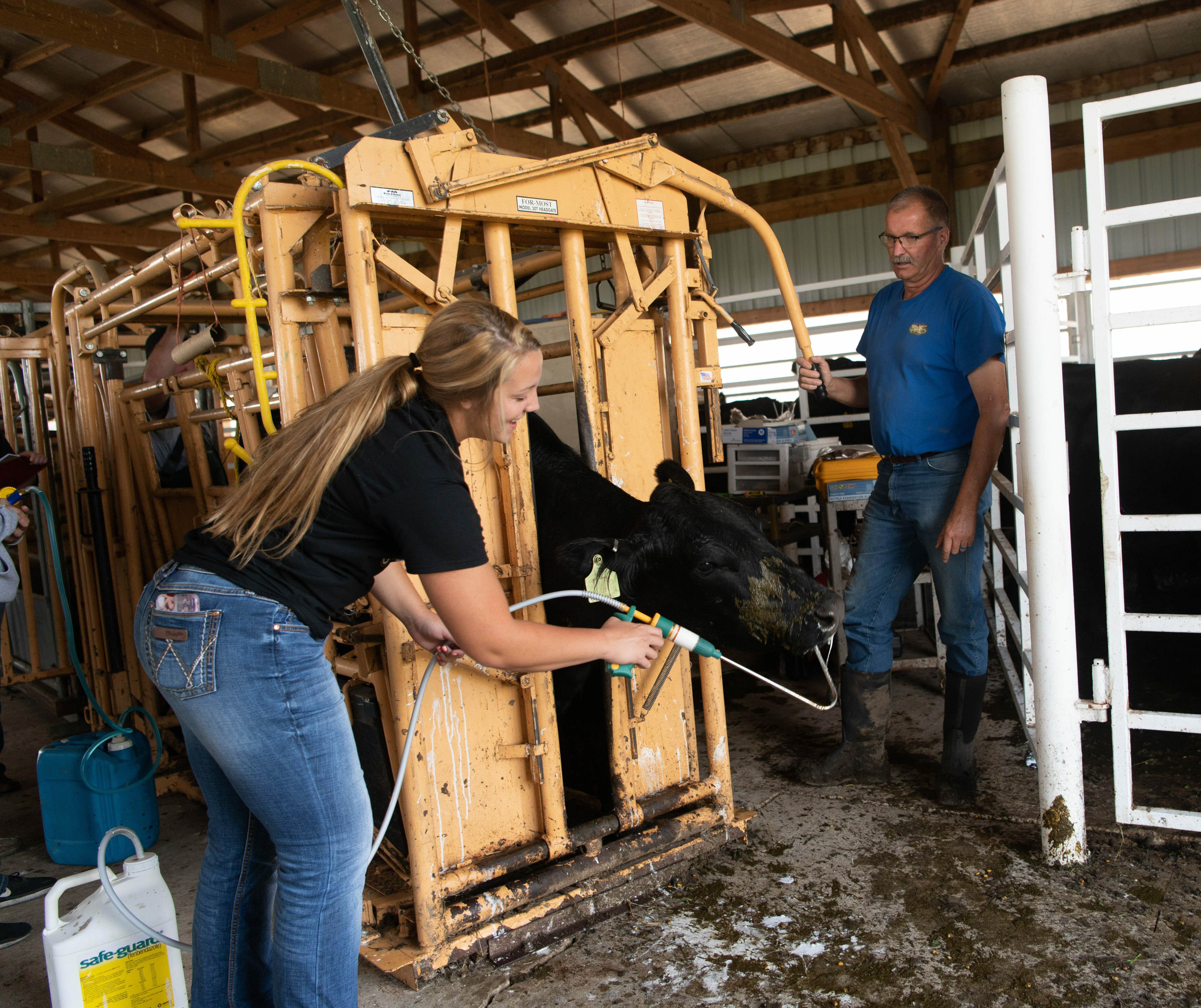 A female student works cattle at the Agriculture Stewardship Center