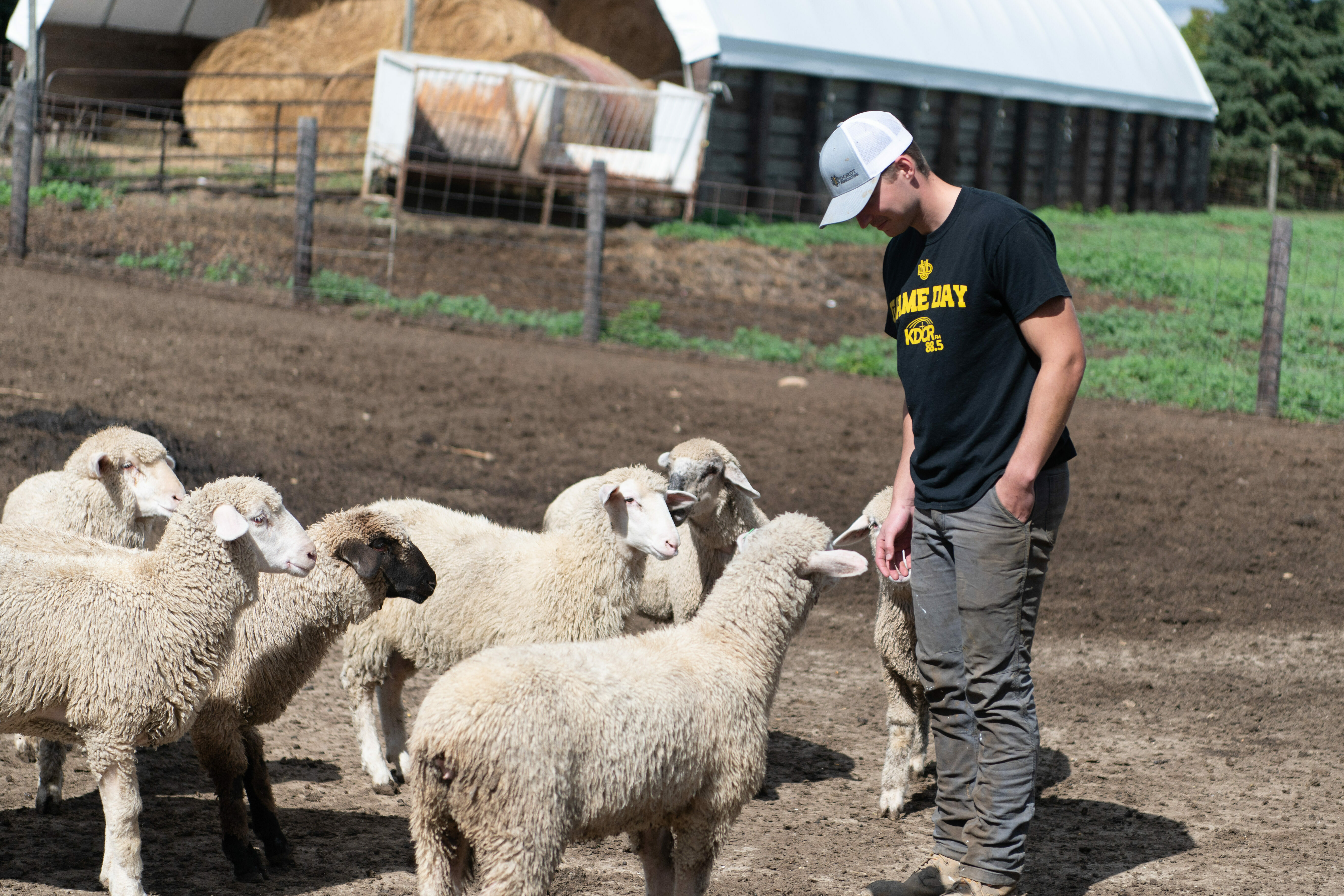 Male student stands in a sheep pen