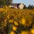 A picture of campus behind yellow prairie flowers