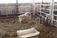A sheep and some lambs stand next to each other