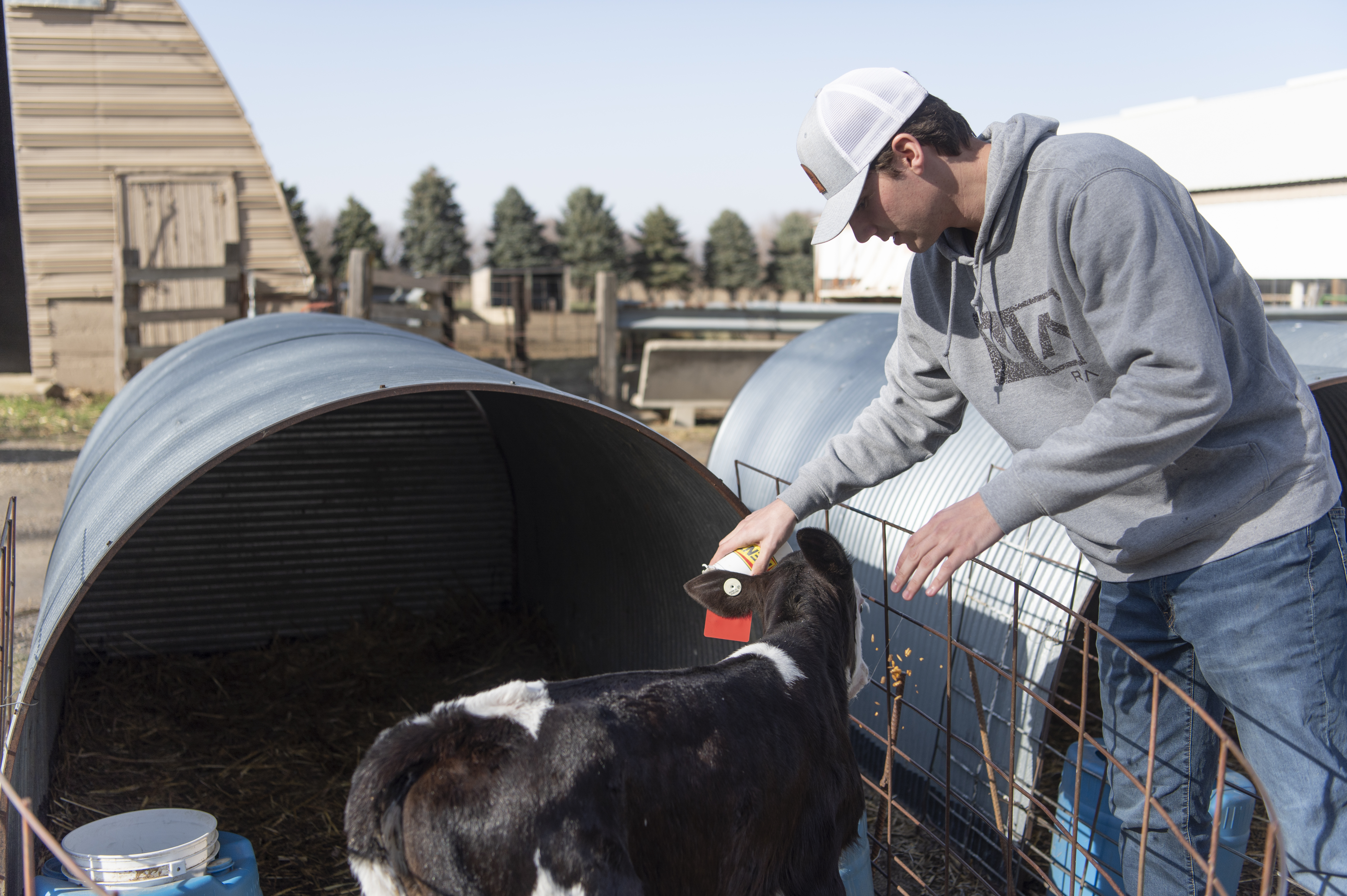 Male student feeds a calf