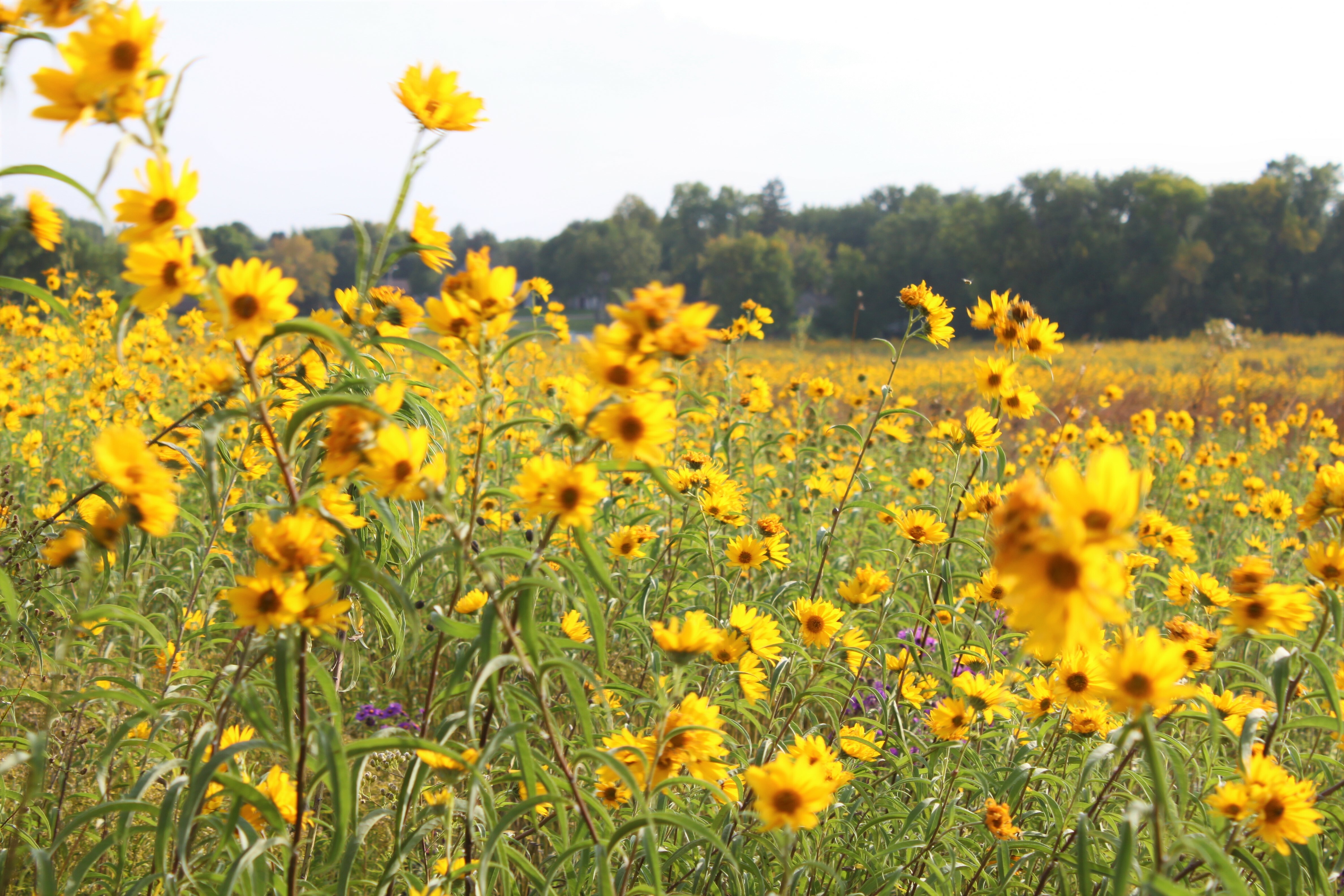 A picture of the yellow prairie flowers in bloom
