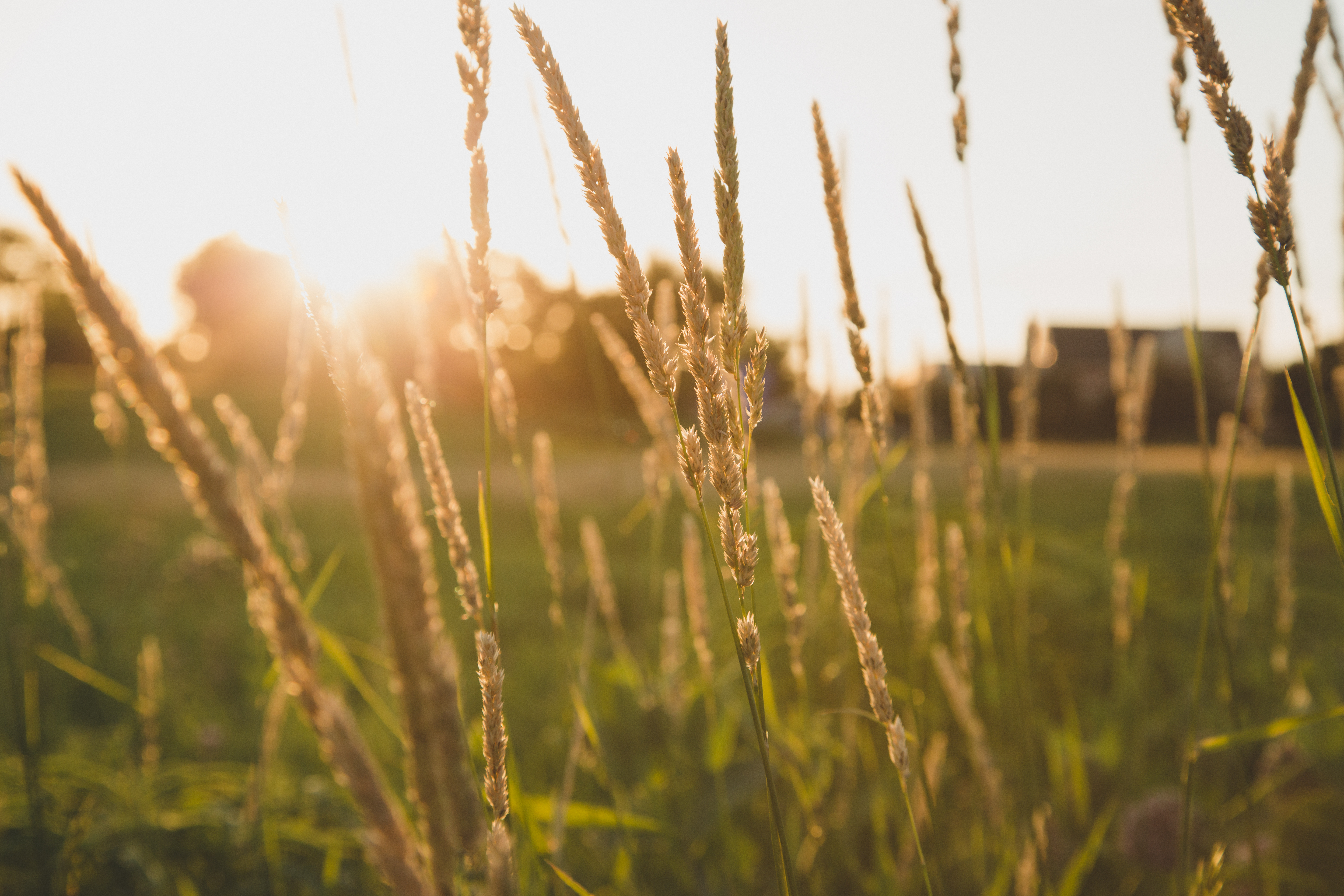The sun shining through some prairie grass