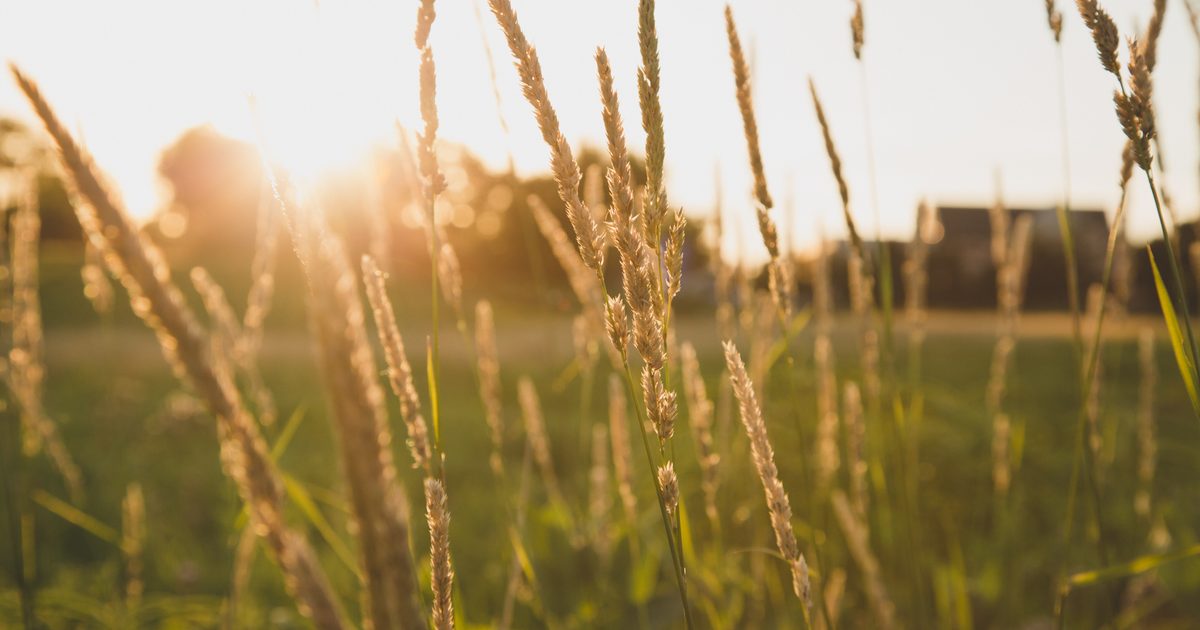 The sun shining through some prairie grass