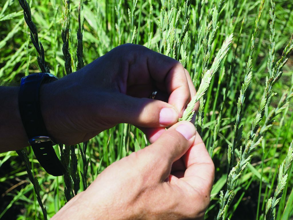 A picture of a person's hands splitting apart some prairie grass
