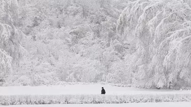 A picture of a person walking through a frozen forest