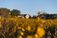A view of Dordt's Campus Center through the flowers in the ƵPrairie