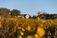 A view of Dordt's Campus Center through the flowers in the Dordt Prairie