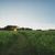 Dordt prairie field