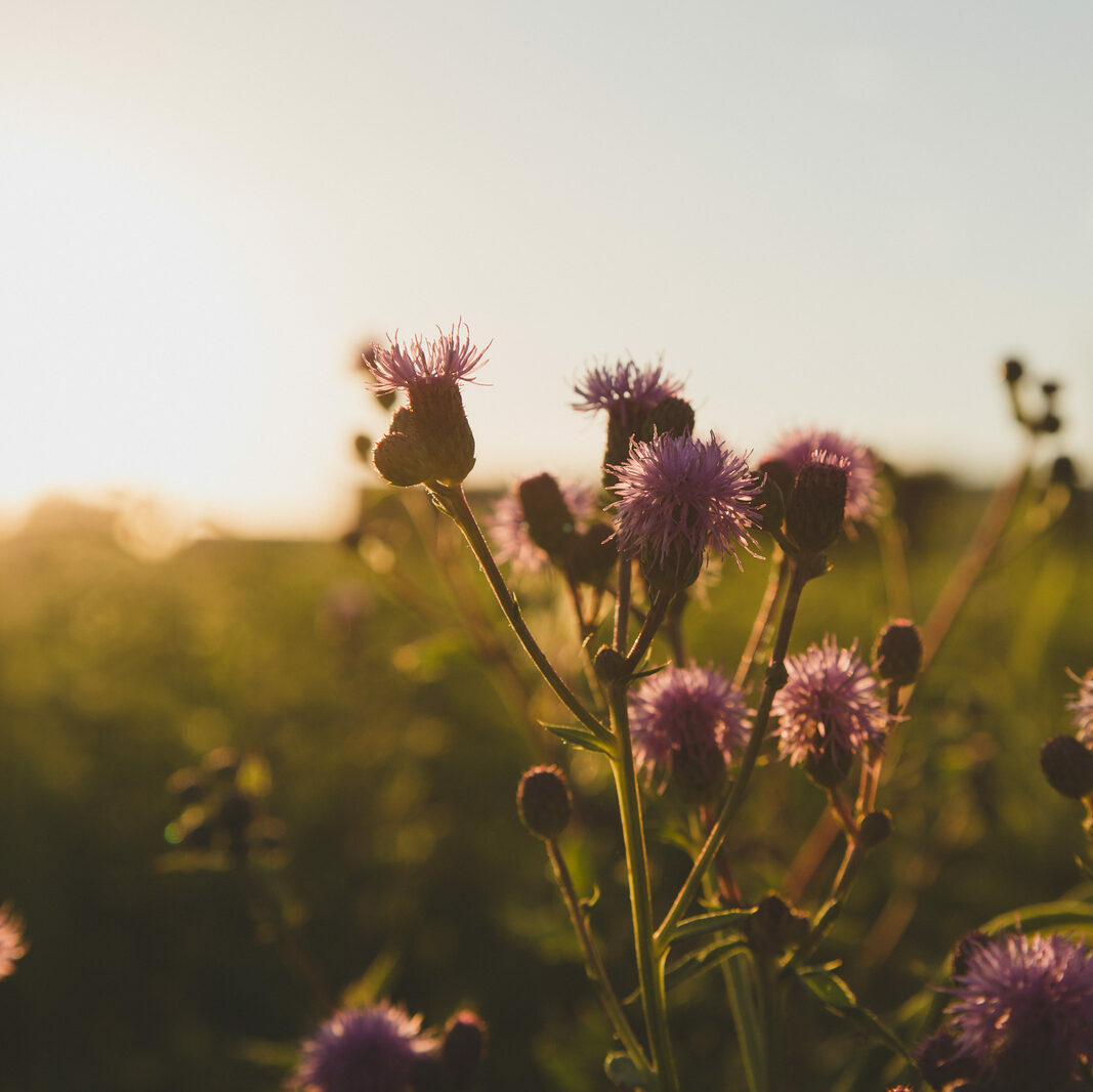 A picture of a plant with pink flowers in a field with the sun setting.