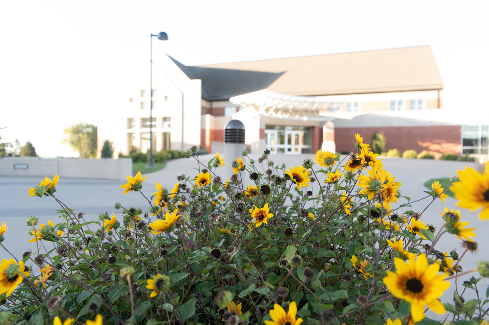 A picture of a bush of yellow flowers with Dordt's campus center in the background.