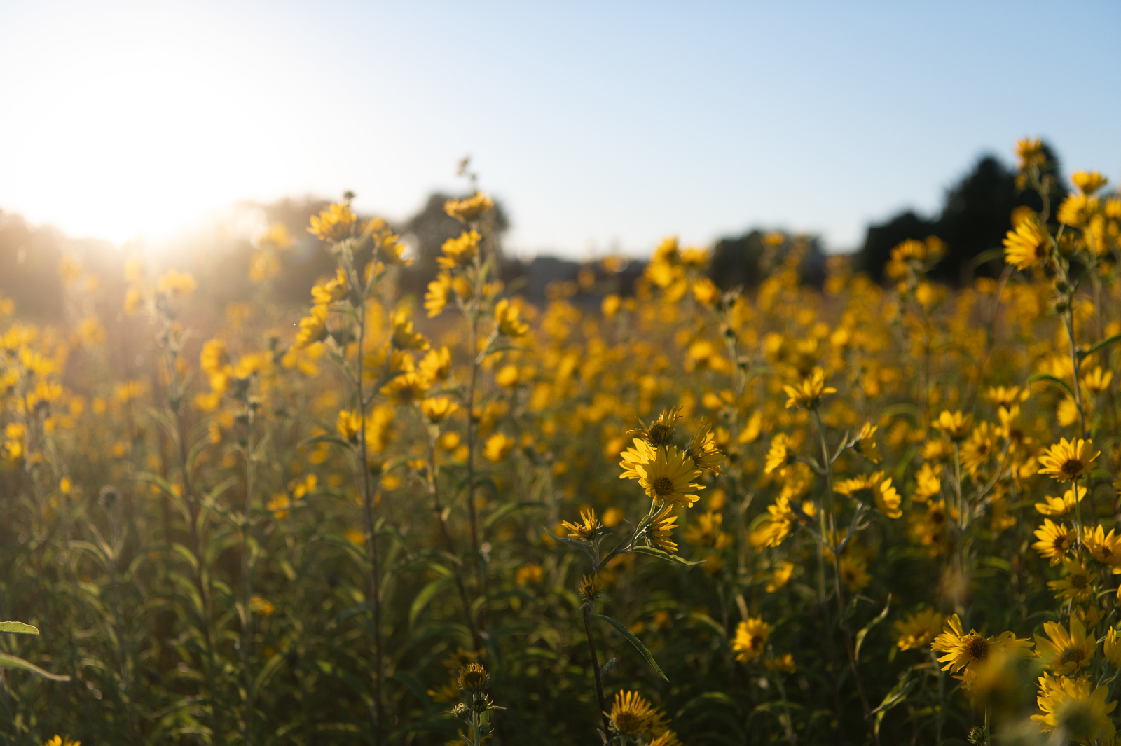 A picture of yellow prairie flowers with the sun rising in the background.