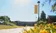 A picture of yellow flowers with a Dordt banner in the background